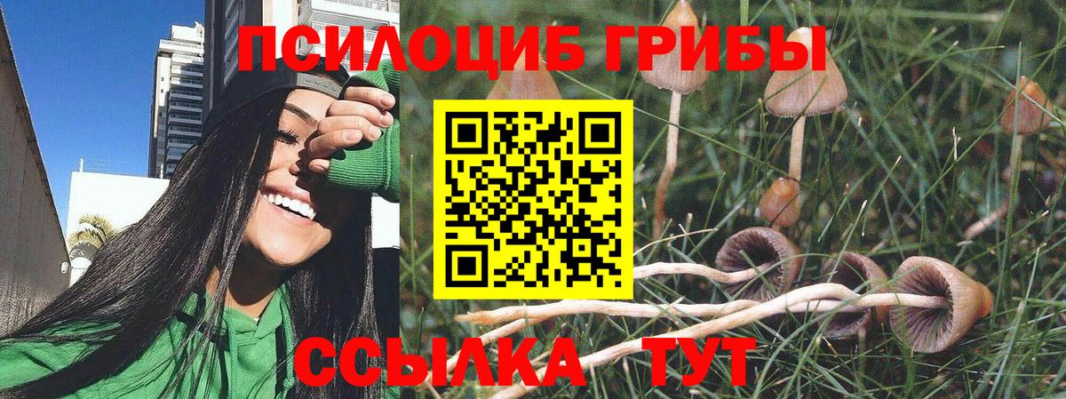 Тында  Псилоцибиновые грибы GOLDEN TEACHER  Вход с VPN 
